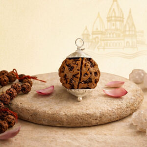 5 Mukhi Rudraksha / Five Face Rudraksha / Nepali Rudraksha with Certificate