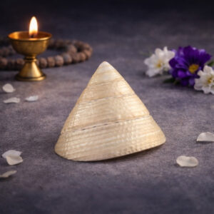 Moti Shankh ( Conch ) For Wealth & Prosperity, Rare and Original To Please Goddess Laxmi