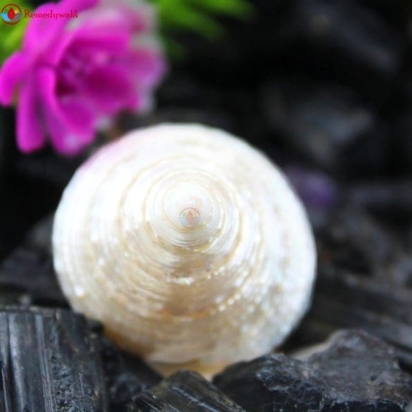 Moti Shankh ( Conch ) For Wealth & Prosperity, Rare and Original To Please Goddess Laxmi