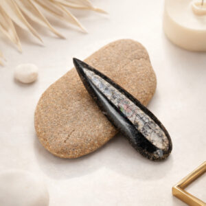 Natural Orthoceras Stone