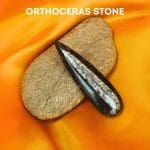 Natural Orthoceras Stone 4