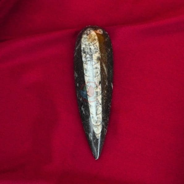 Natural Orthoceras Stone 4