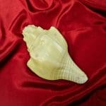 Blowing Shankh Conch Shell for Pooja-1