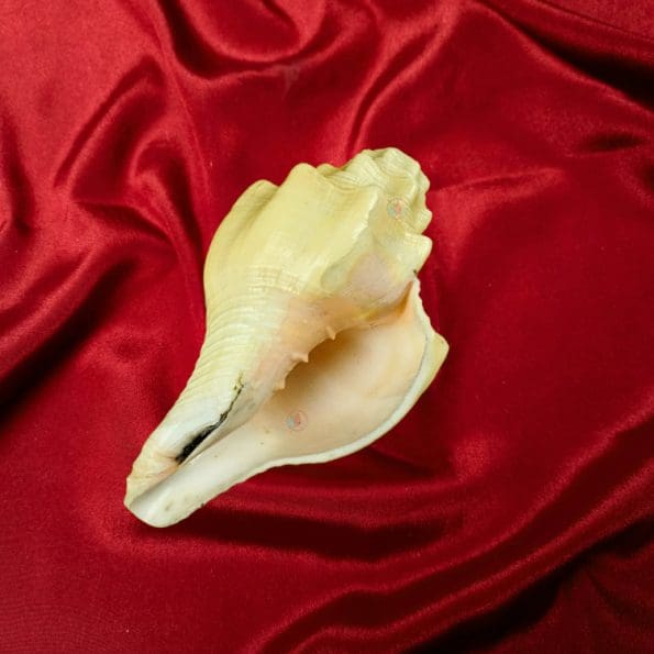 Blowing Shankh Conch Shell for Pooja-1