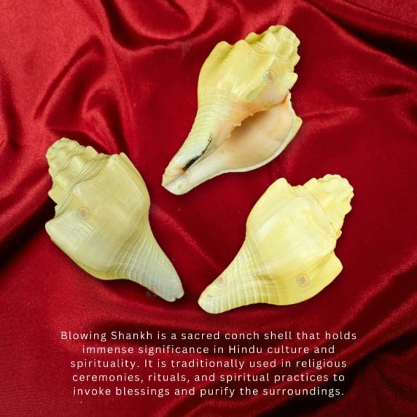 Blowing Shankh Conch Shell for Pooja
