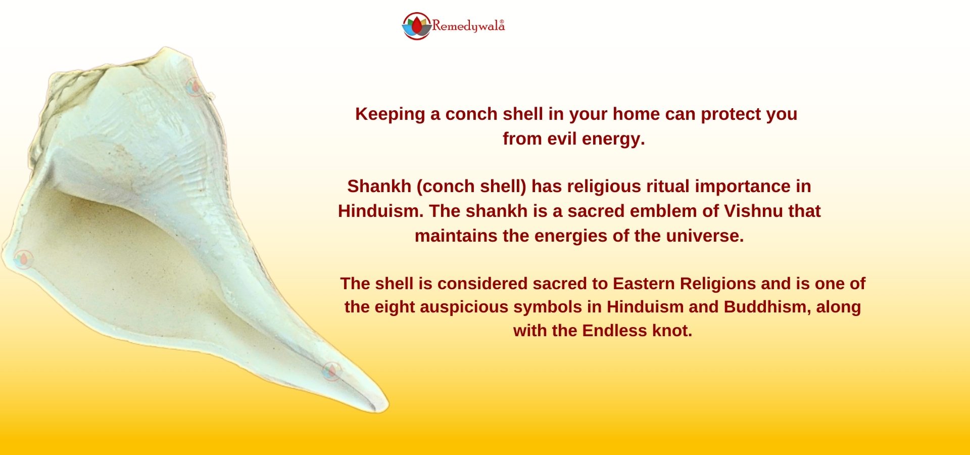 Small Shankh Conch Shell for Pooja (4)